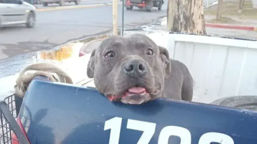 Un pitbull andaba suelto y atacó a cinco personas