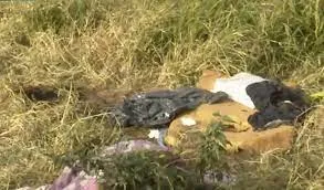 Un pitbull atacó y mató a un niño de 2 años