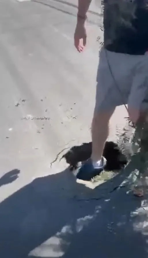 Un policía baleó a su cuñado tras haberse enterado que era el amante de su esposa
