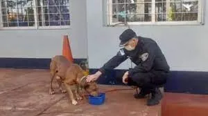 Una mujer encontró a un perrito en la calle, mensajeó a su dueña y su respuesta arrasó en Twitter