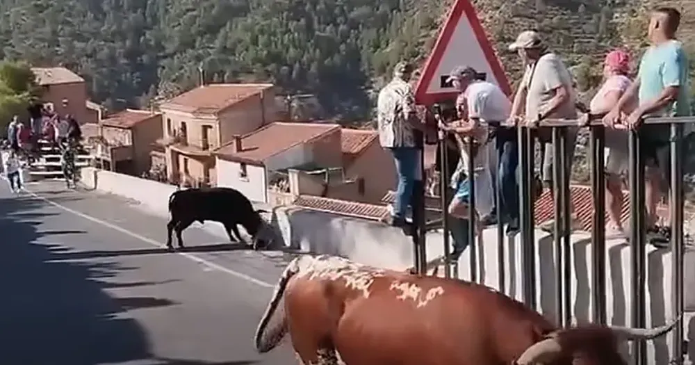 Una mujer murió tras ser atacada por un toro durante una fiesta patronal en España