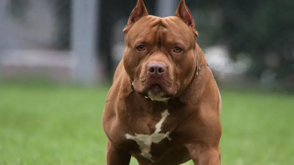 Una niña de 3 años lucha por salvar un ojo tras un brutal ataque de su perro pitbull