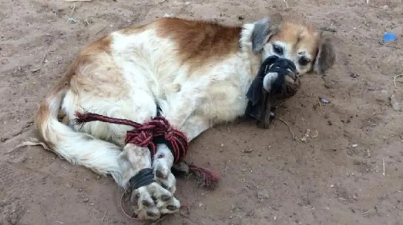 Venezolano se metió en la caja de un camión que pasaba por Catamarca
