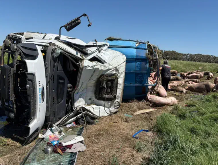 Volcó un camión con cerdos y los vecinos saquearon toda la carga