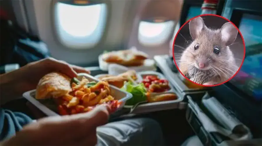 Vuelo del terror: una rata salió de la vianda de una pasajera y tuvieron que aterrizar de emergencia