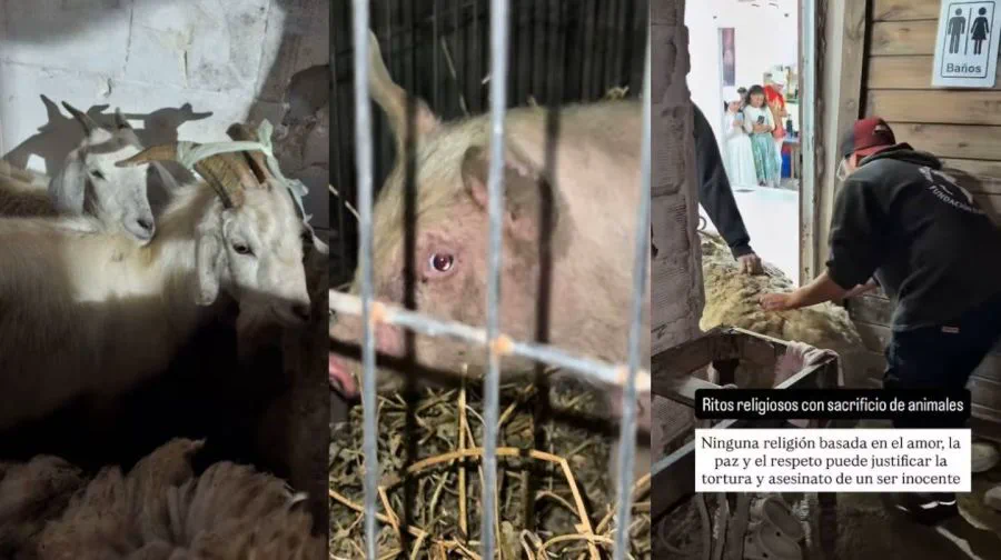 Cabras en un corral, un cerdo tras rejas y una persona esquilando a una oveja en un recinto cerrado.