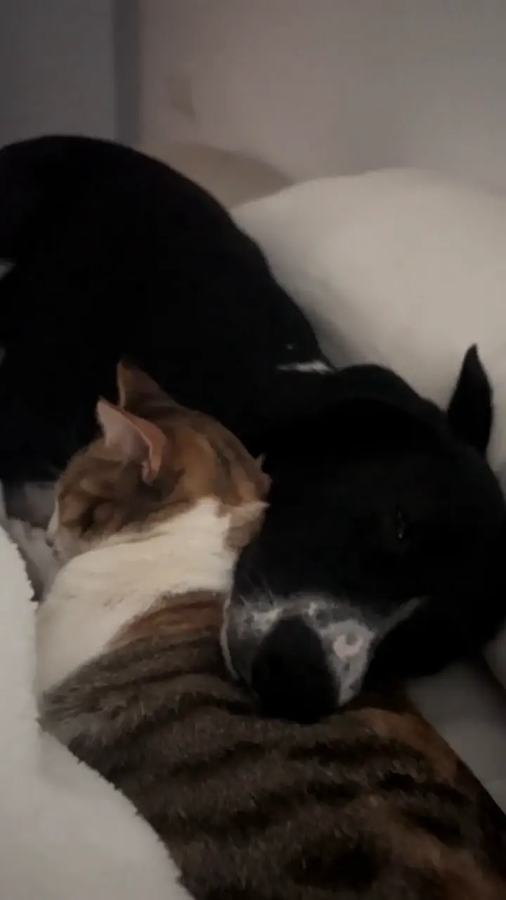 Un perro negro y un gato atigrado duermen recostados juntos sobre una cama blanca.