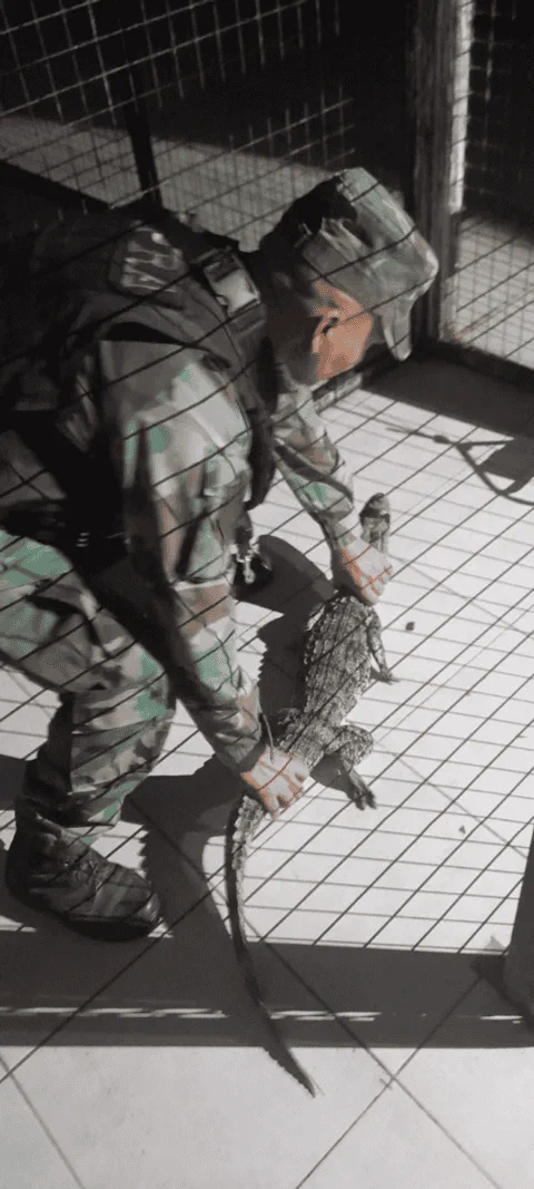 Un efectivo con uniforme camuflado sosteniendo a un yacare chico en el piso detras de una reja.