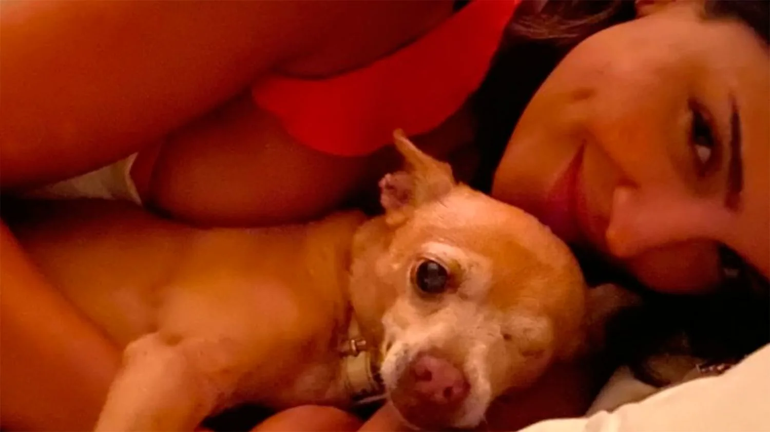 Una mujer recostada abraza en la cama a un perro chico de pelaje claro.