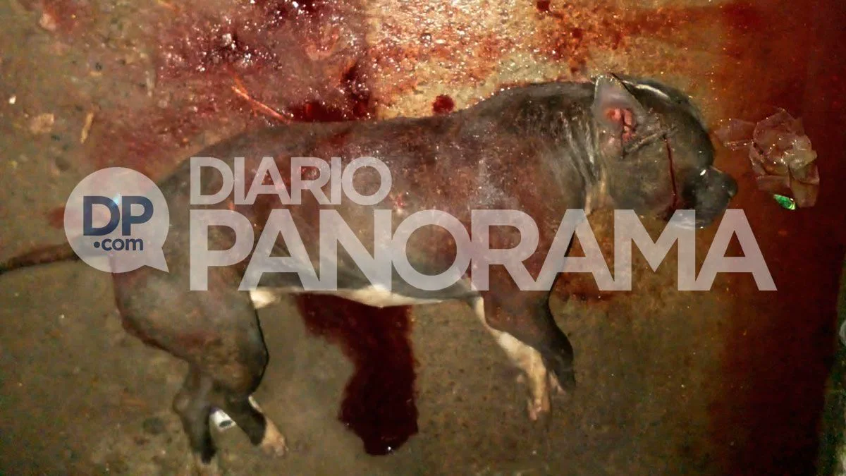 Un perro de pelaje oscuro yace sobre el suelo ensangrentado con una marca de agua de fondo.