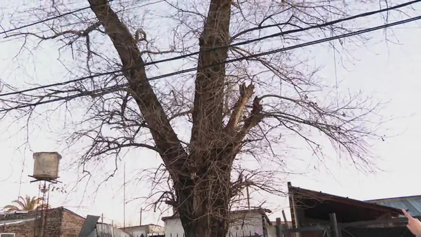 Un árbol añoso sin hojas se alza frente a un cielo claro junto a cables del tendido eléctrico.