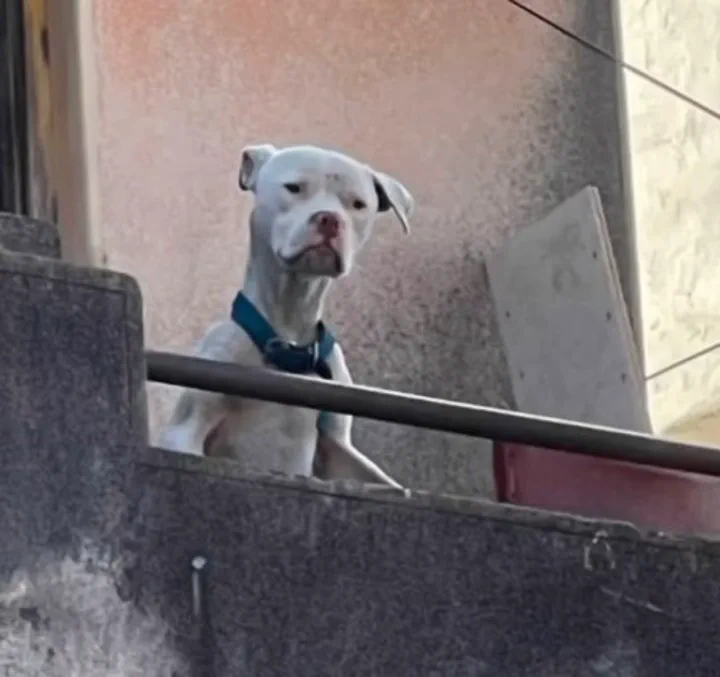 Un perro blanco con collar asomado detrás de una baranda.