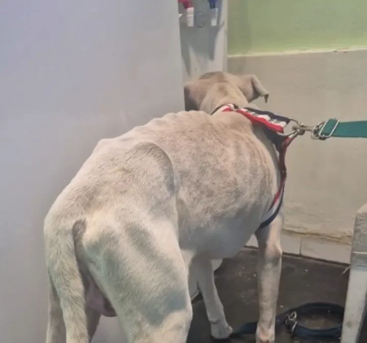 Un perro blanco delgado visto de espaldas con un arnés en una habitación.