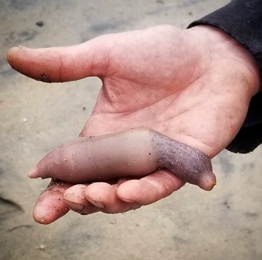 Una mano abierta sostiene un animal marino tubular y húmedo sobre un fondo de arena.