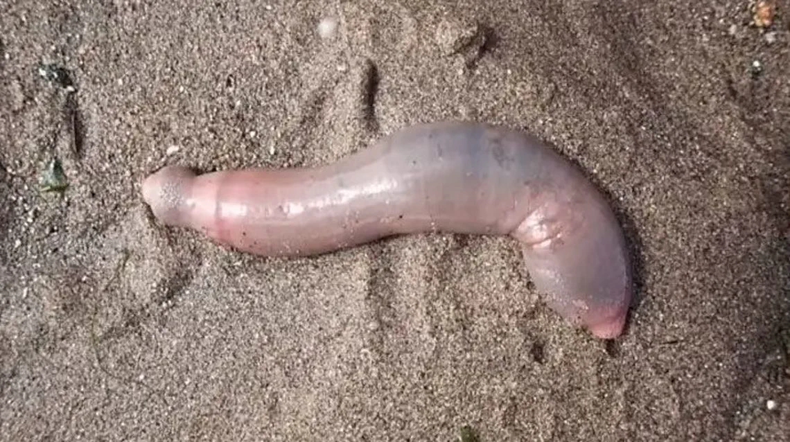 Un animal marino cilíndrico e invertebrado de tono rosáceo yace sobre la arena mojada.