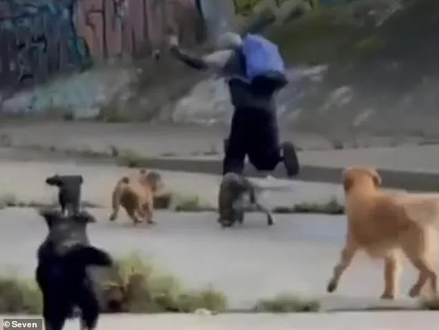 Una persona con una mochila azul corre por una calle perseguida por varios perros.