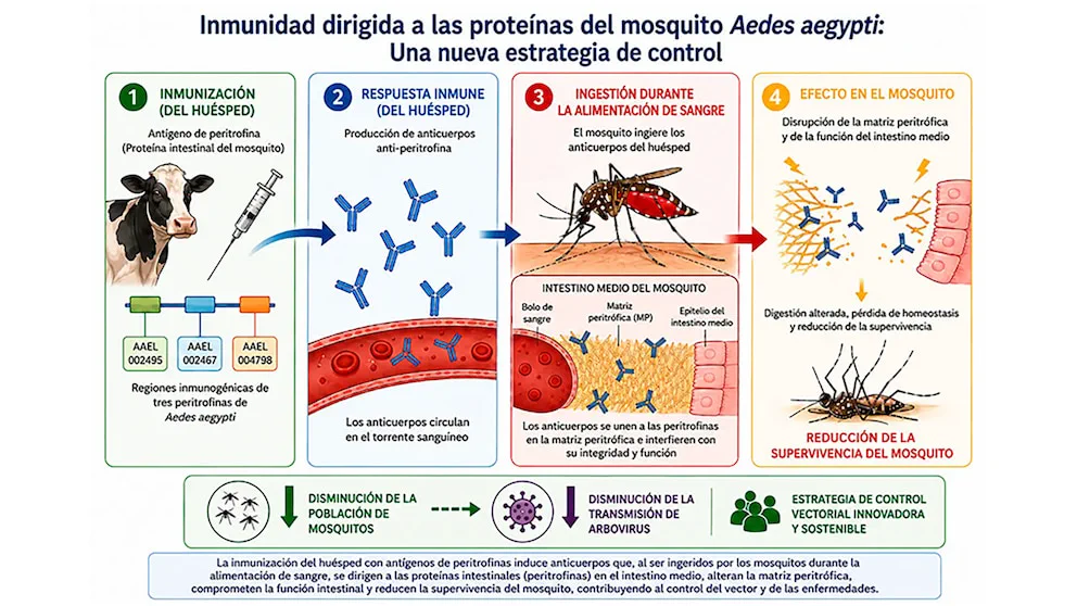 Infografía explicativa en cuatro pasos sobre inmunidad contra proteínas del mosquito Aedes aegypti.