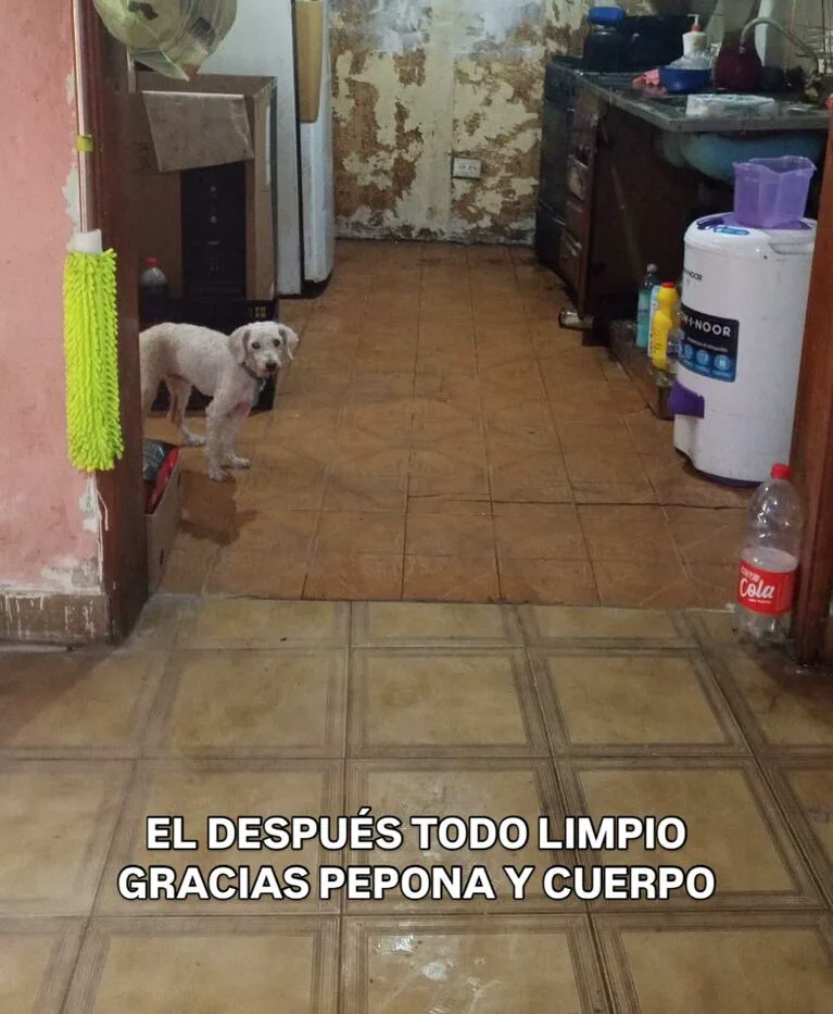 Perro blanco parado en una cocina con piso de baldosas junto a una centrífuga y una botella de gaseosa.