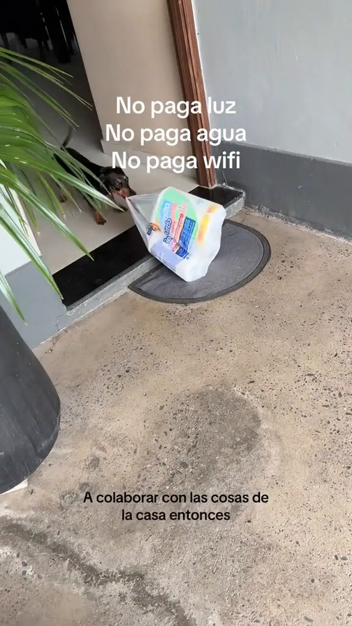 Un perro salchicha arrastra con el hocico una bolsa con un paquete de papel higiénico hacia adentro de la casa.