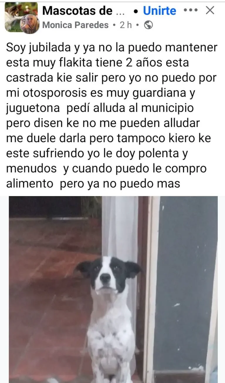 Captura de pantalla de una publicación en redes con texto y un perro blanco con manchas negras sentado en una puerta.
