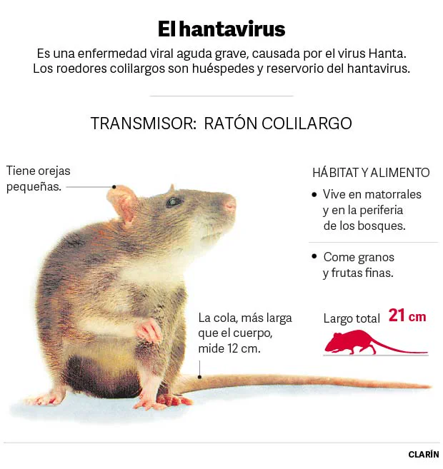 Una infografía sobre el hantavirus muestra una ilustración de un ratón colilargo junto a textos explicativos.