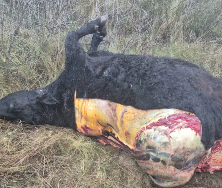 El cadáver desollado de una vaca negra tirado boca arriba sobre el pasto.