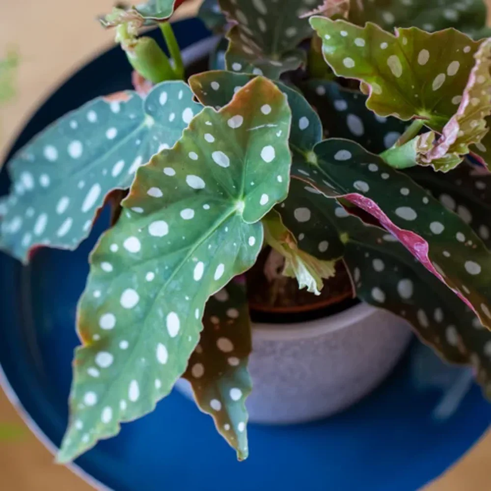 Una planta con hojas verdes de manchas blancas se encuentra en una maceta sobre un plato azul.
