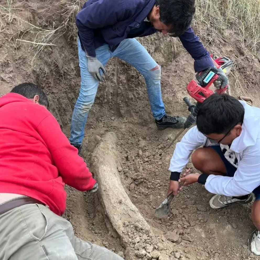 Hallazgo histórico en Miramar: descubrieron un colmillo de la Era del Hielo con más de 100.000 años de antigüedad