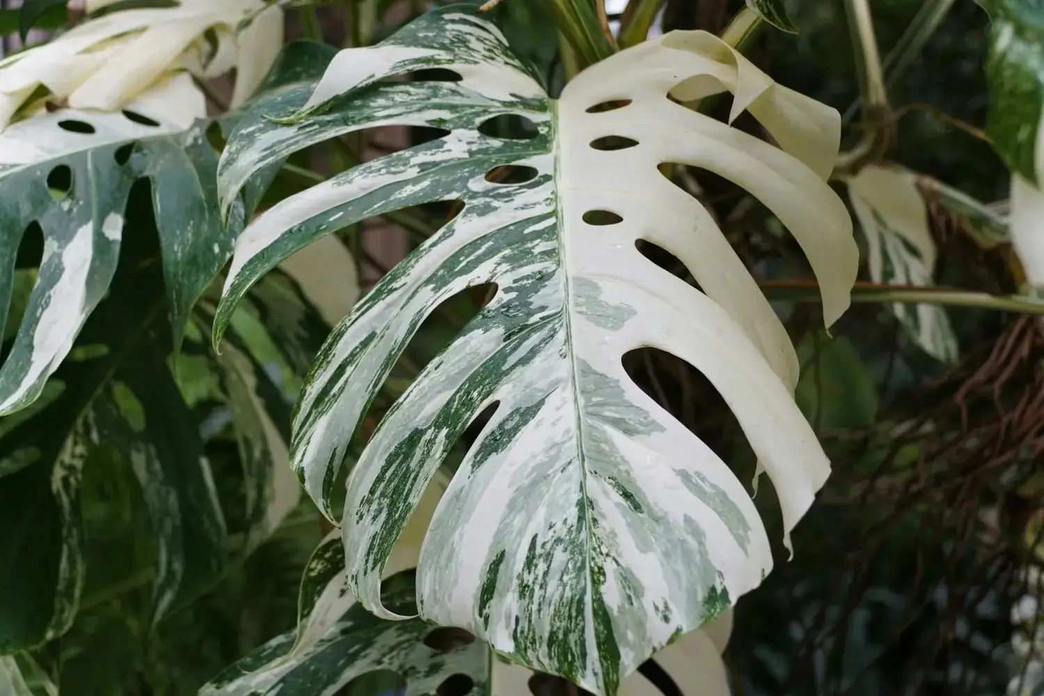 Una hoja variegada de monstera con partes blancas y verdes en primer plano.