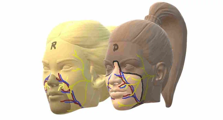 Dos modelos tridimensionales de cabezas humanas que ilustran nervios y vasos sanguíneos faciales.