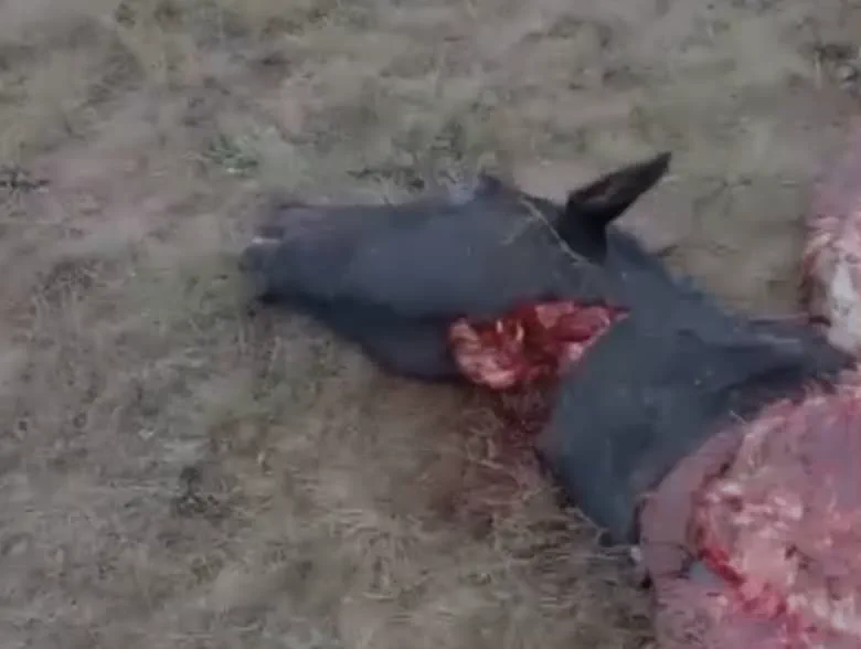La cabeza y el cuello ensangrentados de un equino sobre el pasto seco.