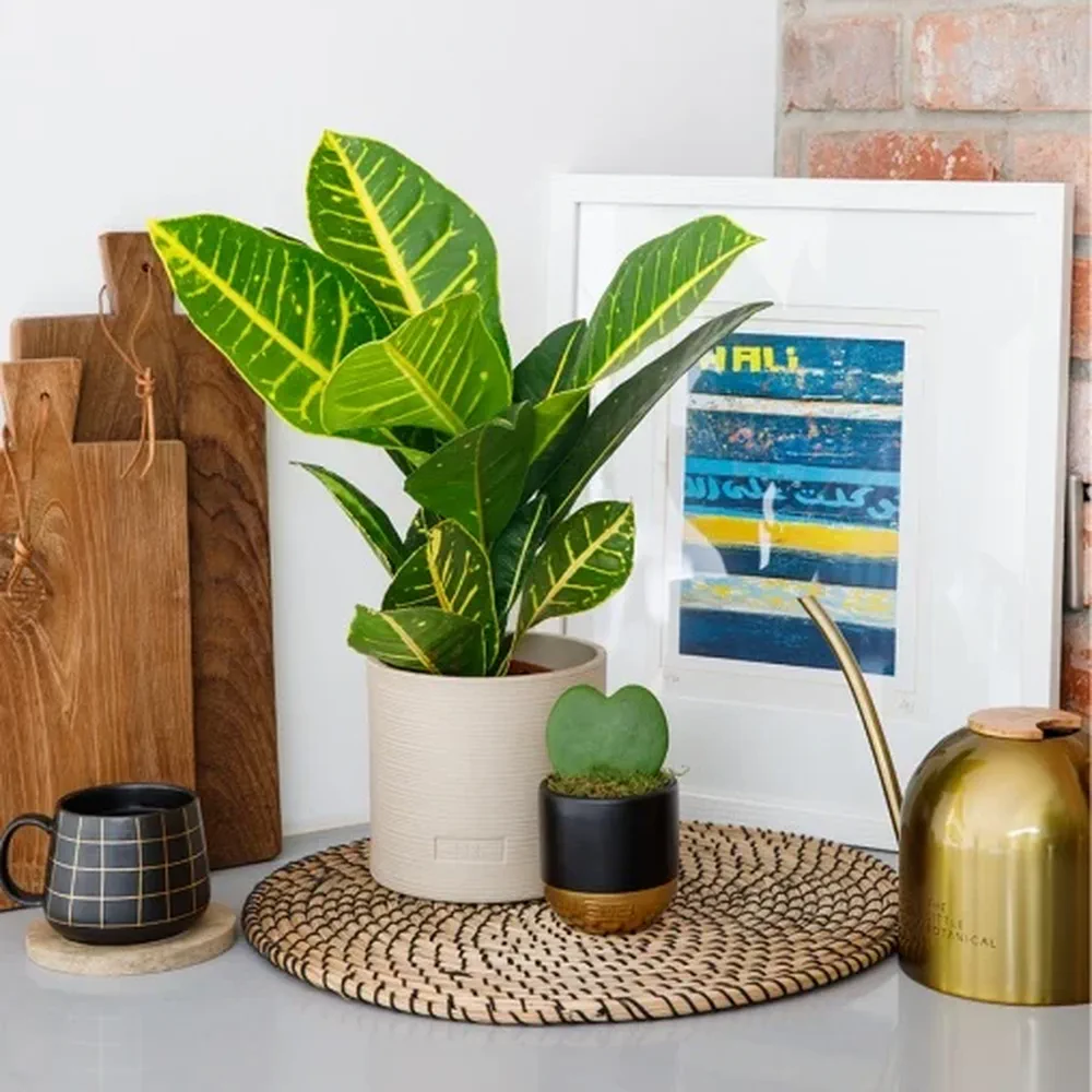 Dos plantas en macetas reposan sobre un mantel individual redondo de fibra vegetal junto a una regadera dorada.