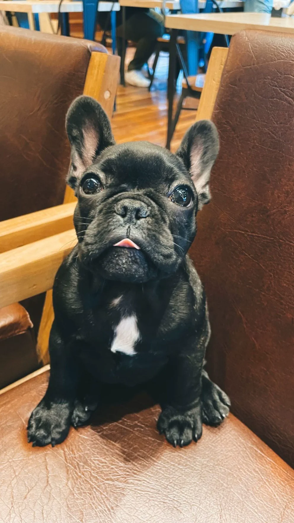 Un cachorro de bulldog francés negro sentado en un sillón mira hacia arriba asomando la lengua.