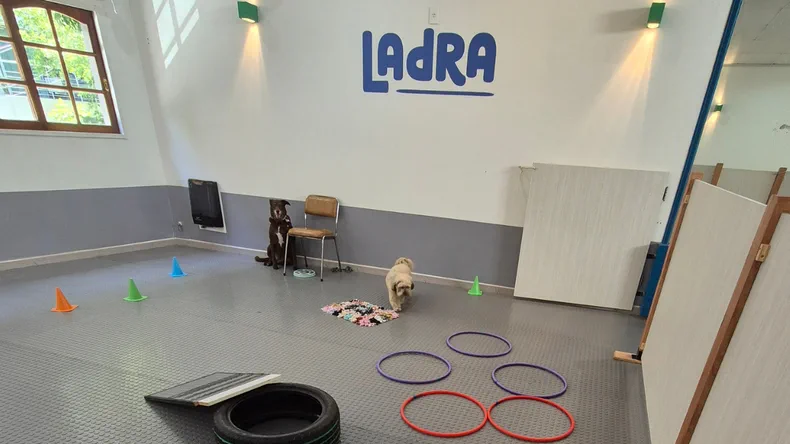 Dos perros están adentro de un salón de adiestramiento con aros de colores, conos y una rueda en el piso.