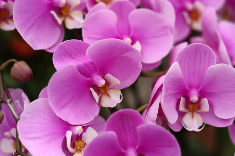 Varias flores de orquídea de color lila y rosa en primer plano.