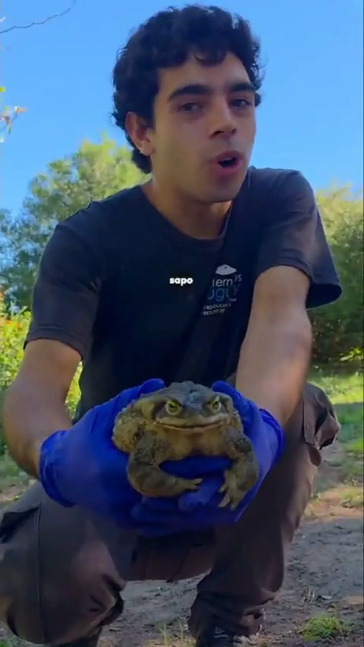 Un joven en cuclillas sostiene un sapo grande con las manos enguantadas.