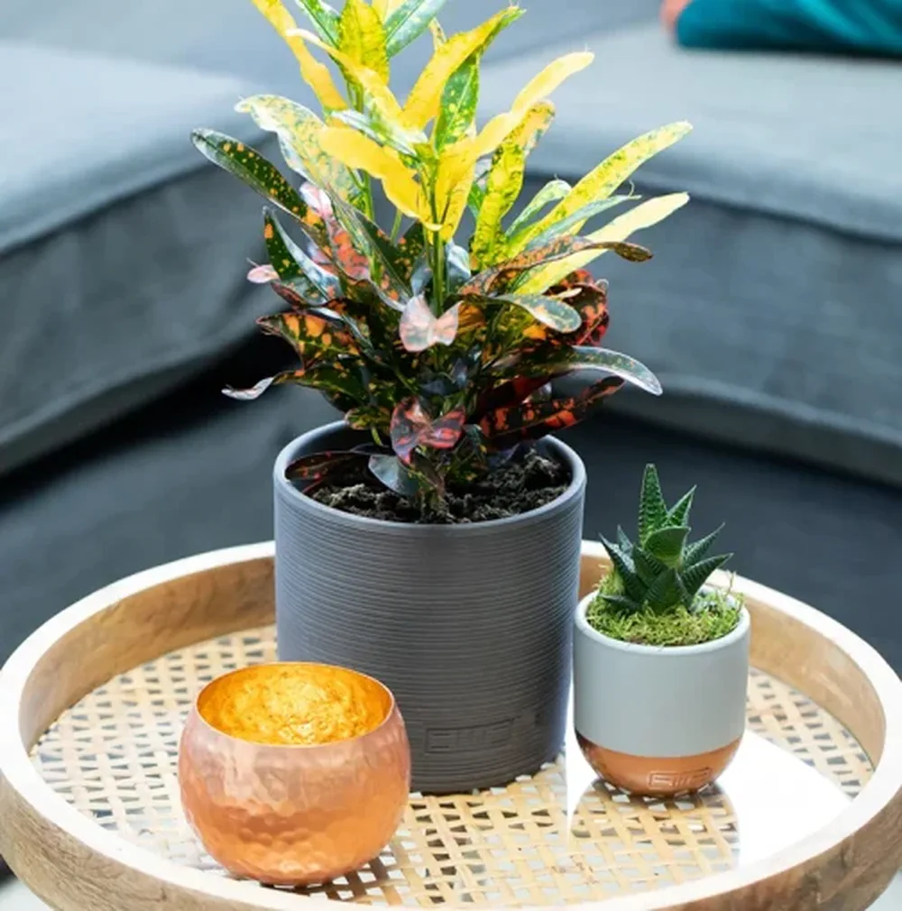 Dos plantas en macetas y un cuenco de cobre reposan sobre una mesa redonda de esterilla.