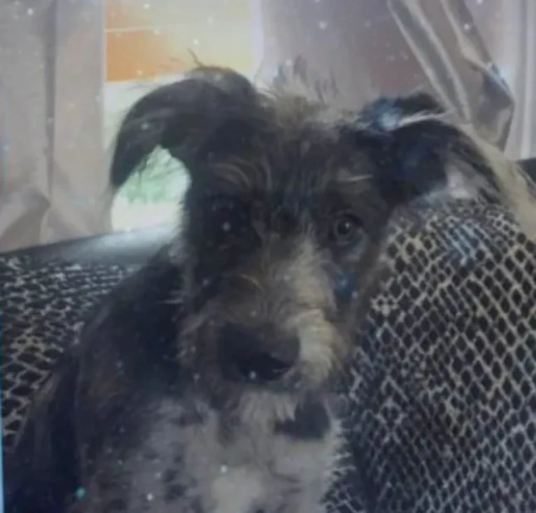 Perrito de pelo oscuro y blanco mirando de frente apoyado en un respaldo.