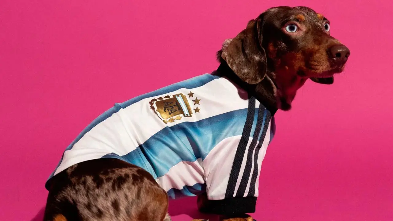 Un perro salchicha viste una camiseta de la seleccion argentina de futbol sobre un fondo rosa.