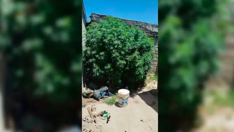 Una denuncia por violencia doméstica terminó con un hallazgo inesperado en el patio de una casa