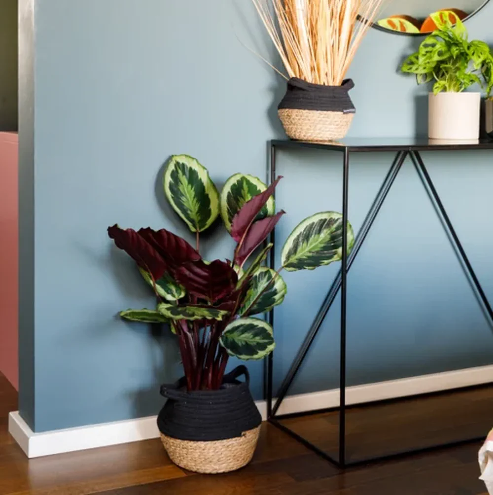 Una planta de hojas verdes y envés rojizo en cesto de mimbre se apoya sobre el piso junto a una mesa metálica.