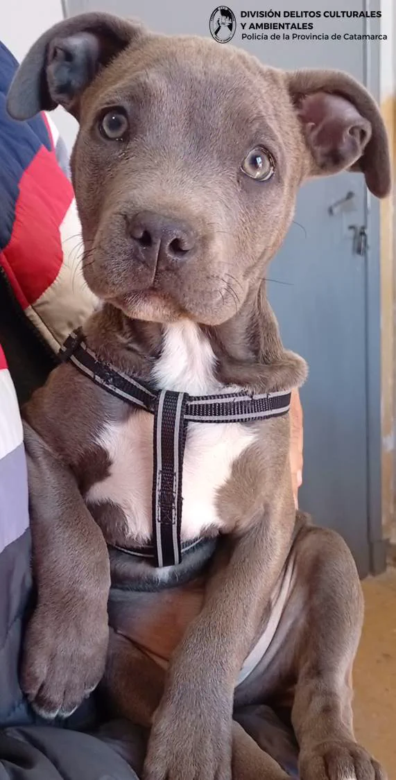 Recuperaron la pitbull que le habían robado a un joven