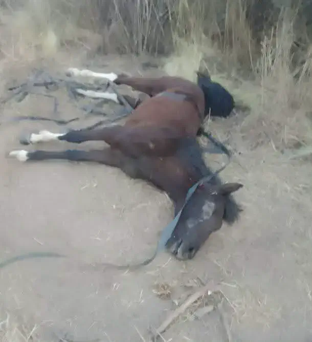 Alerta por un posible caso de rabia paresiante tras la muerte de un equino