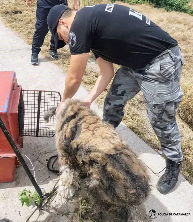 Personal policial rescató a un animal en el Sur de la Capital