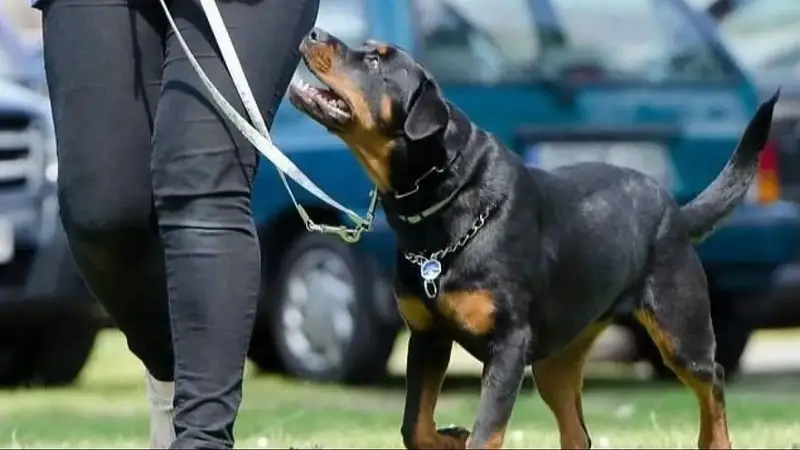 Iba paseando con su mascota y encontró un cráneo y bolsas con 125 huesos humanos: la trama detrás del hallazgo