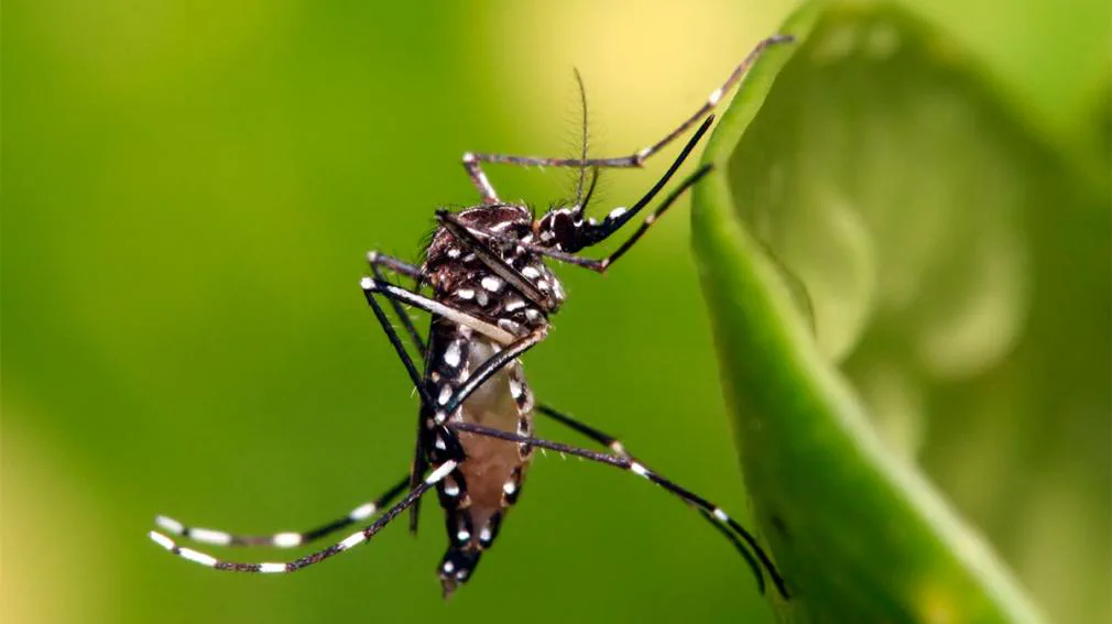 Confirmaron el primer caso de chikungunya de la temporada 2026-2027