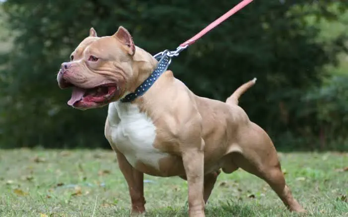 Dos ataques de perros pitbull en la capital dejan dos personas heridas