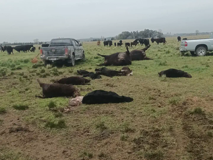Un cartel con la palabra "hambre": en 2 noches mataron 29 animales