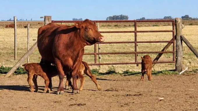 Una vaca tuvo trillizos: un raro caso que se da cada 100 mil partos