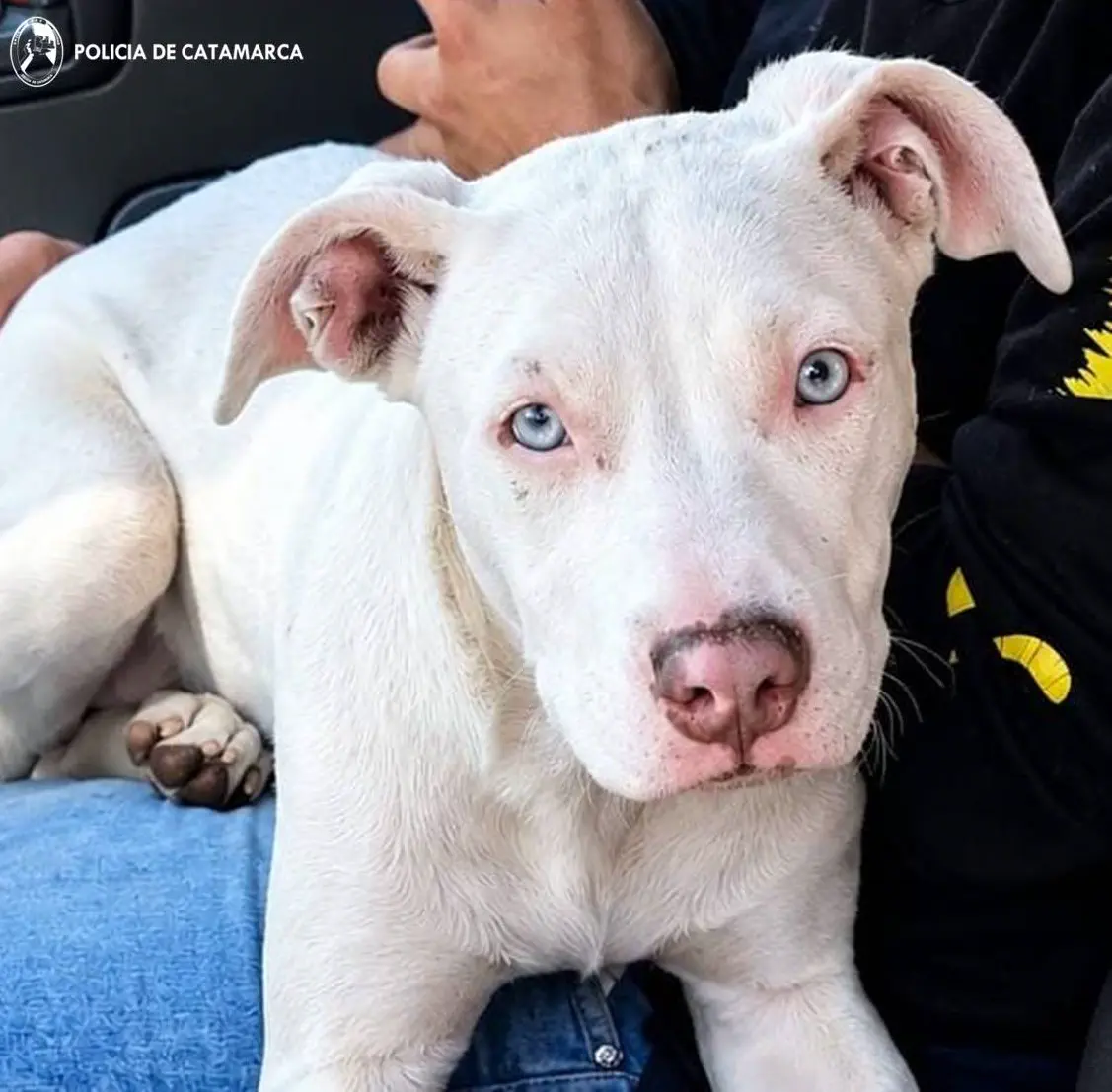 La Policía movilizó varias divisiones, allanó una casa en el sur y rescató a un perro robado